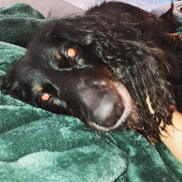 Meet your Posher, Meg💚 - Picture 9 of 11